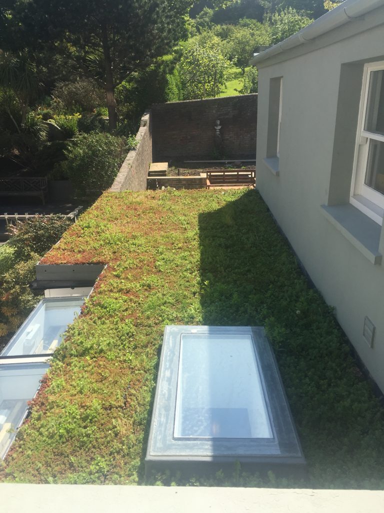 Sedum Roof Brighton