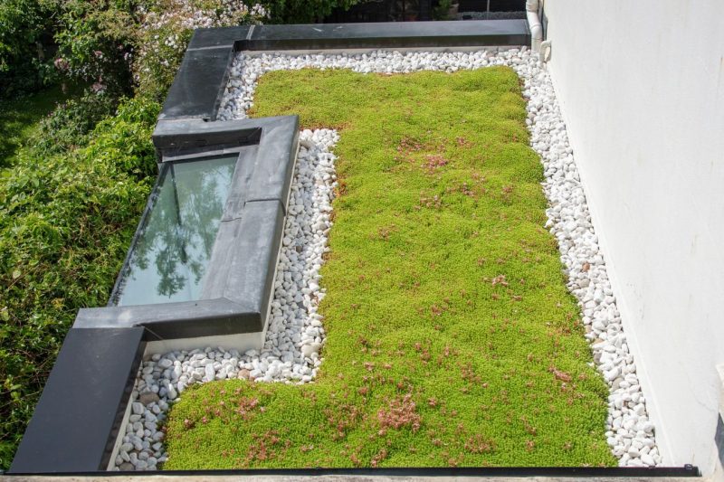 Brighton Green Roof