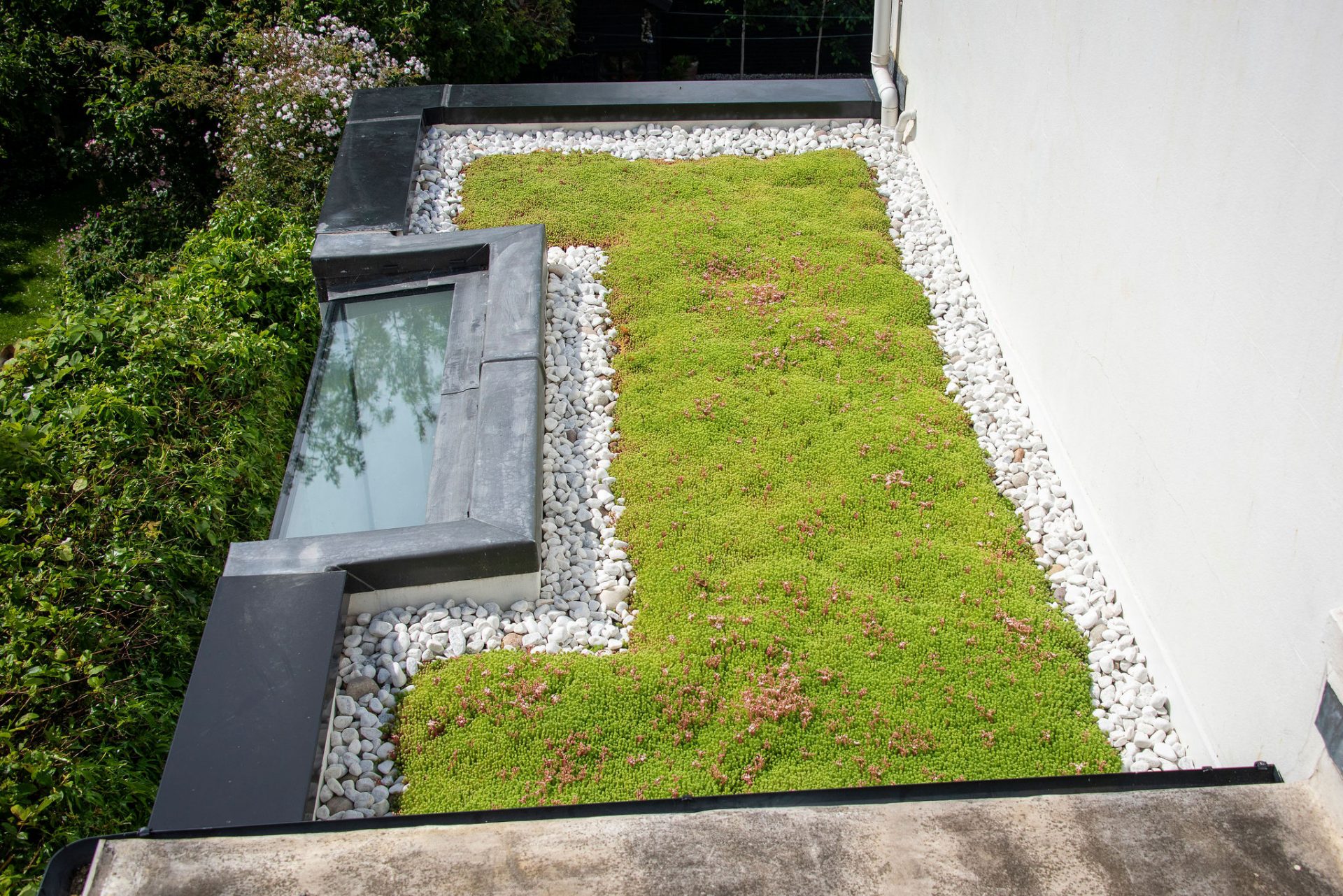 Image showing a Sedum Roof and Rooflight of a Residential Project in Brighton